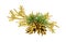 Golden pine cones, twigs of christmas tree and painted thuya in a holiday arrangement isolated on white