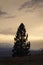 Golden pine tree of lake Pukaki at sunrise in New Zealand