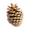 Golden pinecone isolated