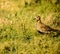 Golden Plover