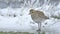 Golden plover Pluvialis apricaria