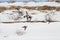 Golden Plovers and Oystercatcher