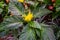 A golden plume plant with leaves in close up, flower in bloom, tropical ornamental plant specie from Brazil