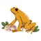 Golden poison dart, arrow frog sit on stone, grass. Small venomous froggy, dangerous rainforest toad. Amphibian with