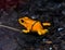 Golden poison dart fro. Tropical frog living in South America