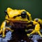 Golden Poison Dart Frog Macro Photography