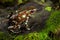 Golden poison dart frog of Panama rain forest