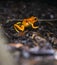 Golden poison dart frog. Tropical frog living in South America