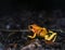 Golden poison dart frog. Tropical frog living in South America