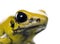 Golden Poison Frog in front of a white background