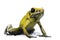 Golden Poison Frog, Phyllobates terribilis