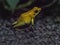 Golden Poison Frog, Phyllobates terribilis, is one of the most poisonous forest frogs in South America