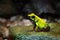Golden Poison Frog, Phyllobates terribilis, yellow poison frog in tropic nature. Small Amazon frog in nature habitat. Wildlife sce