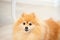 Golden pomeranian dog. Foxy face with large brown eyes.