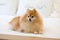 Golden pomeranian dog relaxing.