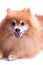 Golden Pomeranian puppy portrait of excited pet