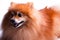 Golden Pomeranian puppy portrait of happy pet