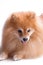 Golden Pomeranian puppy portrait of happy pet shot on a white background