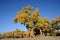 Golden poplar tree under blue sky