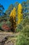 Golden poplar trees near Woods Point, Australia