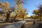 Golden poplar trees with wooden path