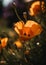 Golden poppies bloom, Bright orange Poppy flowers close up shot