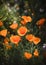 Golden poppies bloom, Bright orange Poppy flowers close up shot