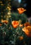 Golden poppies bloom, Bright orange Poppy flowers close up shot