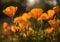 Golden poppies bloom, Bright orange Poppy flowers close up shot