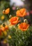 Golden poppies bloom, Bright orange Poppy flowers close up shot