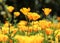 Golden Poppies Blooming at the South Coast Botanic Garden, Palos Verdes Peninsula, Los Angeles County, California