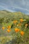 Golden poppies towering above the spring hills