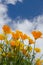 Golden poppies under a summer sky