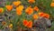 Golden Poppy Blooming Spring in Maryhill WA on a Windy Day