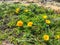 Golden Poppy in California