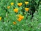 Golden poppy herbal meadow, spring and summer season nature