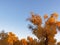 Golden populus euphratica trees with blue sky background in early morning, Ejina in the autumn.