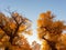 Golden populus euphratica trees with blue sky background in early morning, Ejina in the autumn.