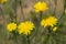 Golden Potato Dandelion Krigia Wildflowers