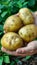 Golden potato held in hand on blurred potato selection background with copy space