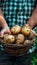 Golden potato held in hand, selecting potatoes with copy space on blurred background