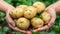 Golden potato held in hand, selecting potatoes with copy space on defocused background