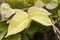 Golden pothos or Australian native monstera refreshing after rain.