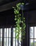 Golden Pothos, Devil`s ivy, Epipremnum aureum