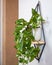 Golden Pothos, Devil`s ivy, Epipremnum aureum