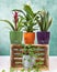 Golden Pothos, Devil`s ivy, Epipremnum aureum, Bromeliad flower, Peace Lily, Sansevieria, snake plant