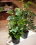 Golden Pothos, Devil`s ivy, Epipremnum aureum plant