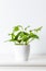 Golden pothos or devils ivy plant in white ceramic pot on white shelf against white wall. Trendy exotic house plant.