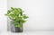 Golden pothos or Epipremnum aureum on white table