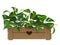 Golden Pothos Plant